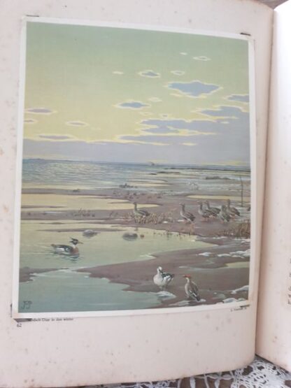 Boek "onze groote rivieren" - Afbeelding 12