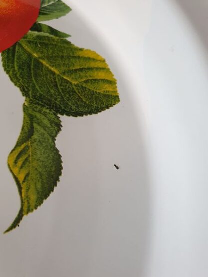 Emaille dienblad rond fruit - Afbeelding 4